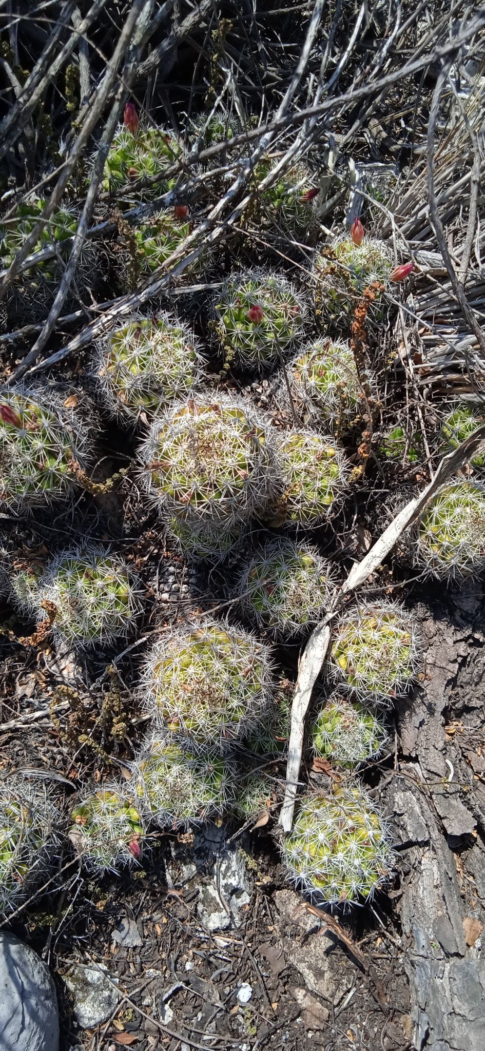 Mammillaria sphacelata
